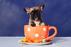 French Bulldog Welpe in Tasse