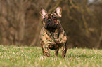 Franzsische Bulldogge auf Wiese