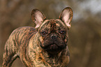 Franzsische Bulldogge Portrait