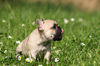 Franzsische Bulldogge Welpe