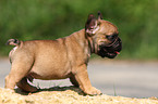 Franzsische Bulldogge Welpe