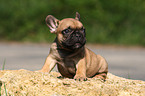 Franzsische Bulldogge Welpe