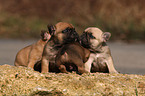 Franzsische Bulldogge Welpe