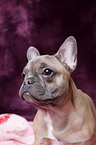 Franzsische Bulldogge Portrait