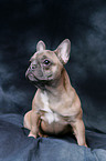 Franzsische Bulldogge