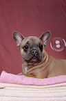 Franzsische Bulldogge