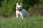 rennende Franzsische Bulldogge