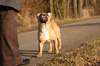 Franzsische Bulldogge