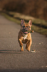 Franzsische Bulldogge apportiert Stckchen