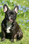 Franzsische Bulldogge