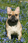 Franzsische Bulldogge