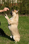 Franzsische Bulldogge