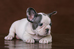 liegender Franzsische Bulldoggen Welpe