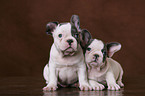 Franzsische Bulldoggen Welpen