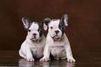 Franzsische Bulldoggen Welpen