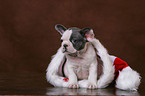 Franzsische Bulldogge Welpe