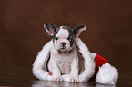 Franzsische Bulldogge Welpe