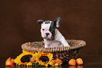 Franzsische Bulldogge Welpe