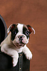 Franzsische Bulldoggen Welpe