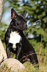 Franzsische Bulldogge