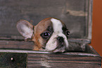 Franzsische Bulldogge Welpe