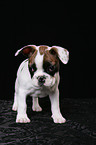 Franzsische Bulldogge Welpe