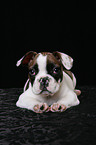 Franzsische Bulldogge Welpe