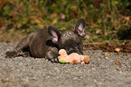 Franzsische Bulldogge Welpe