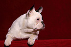 Franzsische Bulldogge