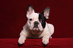 Franzsische Bulldogge