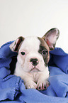 Franzsische Bulldogge Welpe