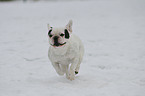 rennende Franzsische Bulldogge