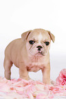 Franzsische Bulldogge