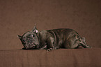 Franzsische Bulldogge