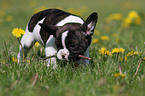 Franzsische Bulldogge Welpe