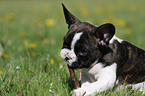 Franzsische Bulldogge Welpe