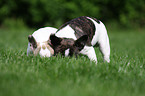 Franzsische Bulldogge Welpen