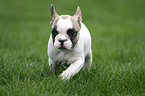 Franzsische Bulldogge Welpe