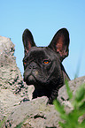 Franzsische Bulldogge Portrait