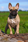 Franzsische Bulldogge