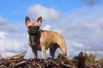 Franzsische Bulldogge