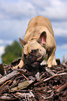 Franzsische Bulldogge