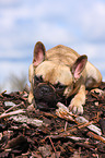 Franzsische Bulldogge