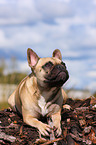 Franzsische Bulldogge