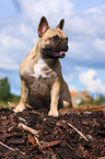 Franzsische Bulldogge