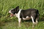 Franzsische Bulldogge