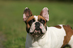 Franzsische Bulldogge Portrait