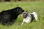 Franzsische Bulldogge und Labrador Retriever