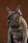 Franzsische Bulldogge Welpe