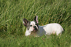 Franzsische Bulldogge